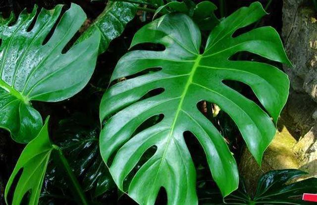 龟背竹冬天养护要注意,做好“细节”,叶片浓绿油亮亮