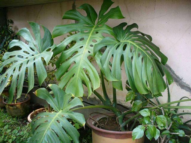 龟背竹冬天养护要注意,做好“细节”,叶片浓绿油亮亮