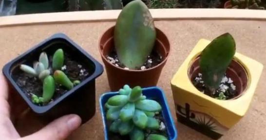 想家里多肉爆盆吗？花盆里加上这一物，轻松用这3招咋养都能爆盆