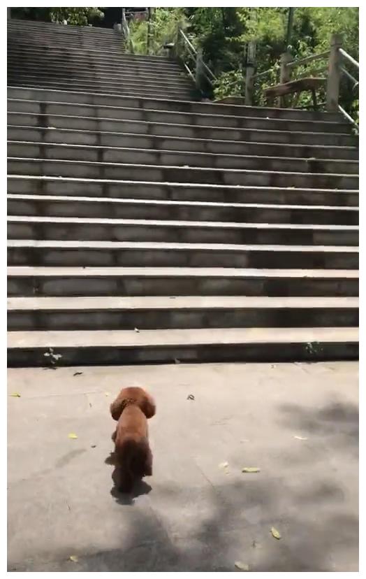 狗主人发现泰迪爬楼梯不对劲，网友看后笑喷：这是台阶太烫脚了？