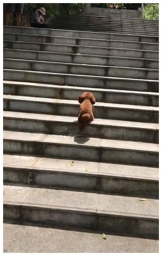 狗主人发现泰迪爬楼梯不对劲，网友看后笑喷：这是台阶太烫脚了？