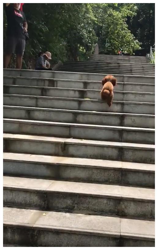 狗主人发现泰迪爬楼梯不对劲，网友看后笑喷：这是台阶太烫脚了？