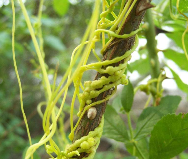 农村这种“恶霸野草”，一次可结上百万粒种子，却是一种益肾良药