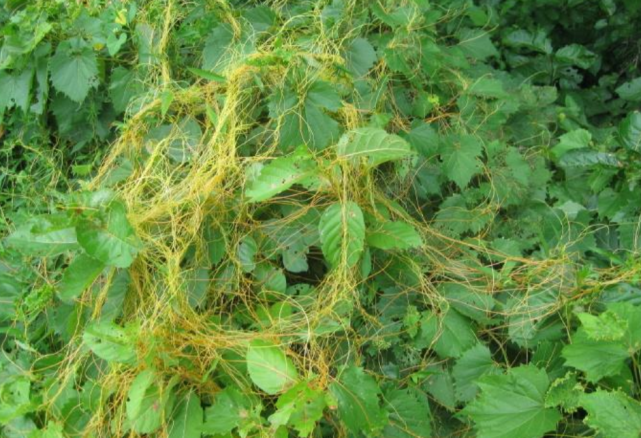 农村这种“恶霸野草”，一次可结上百万粒种子，却是一种益肾良药