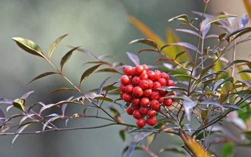 艳丽缤纷，南天竹叶子红艳如花，果实似一颗颗红色珍珠，耀眼迷人