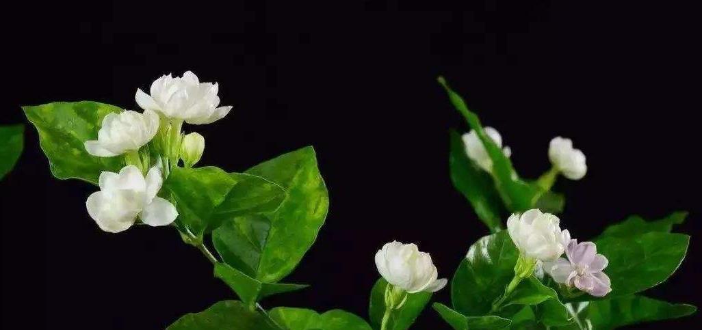 冬天家里养这几种花卉,不娇气好养活,“冻一冻”花开璀璨美如画