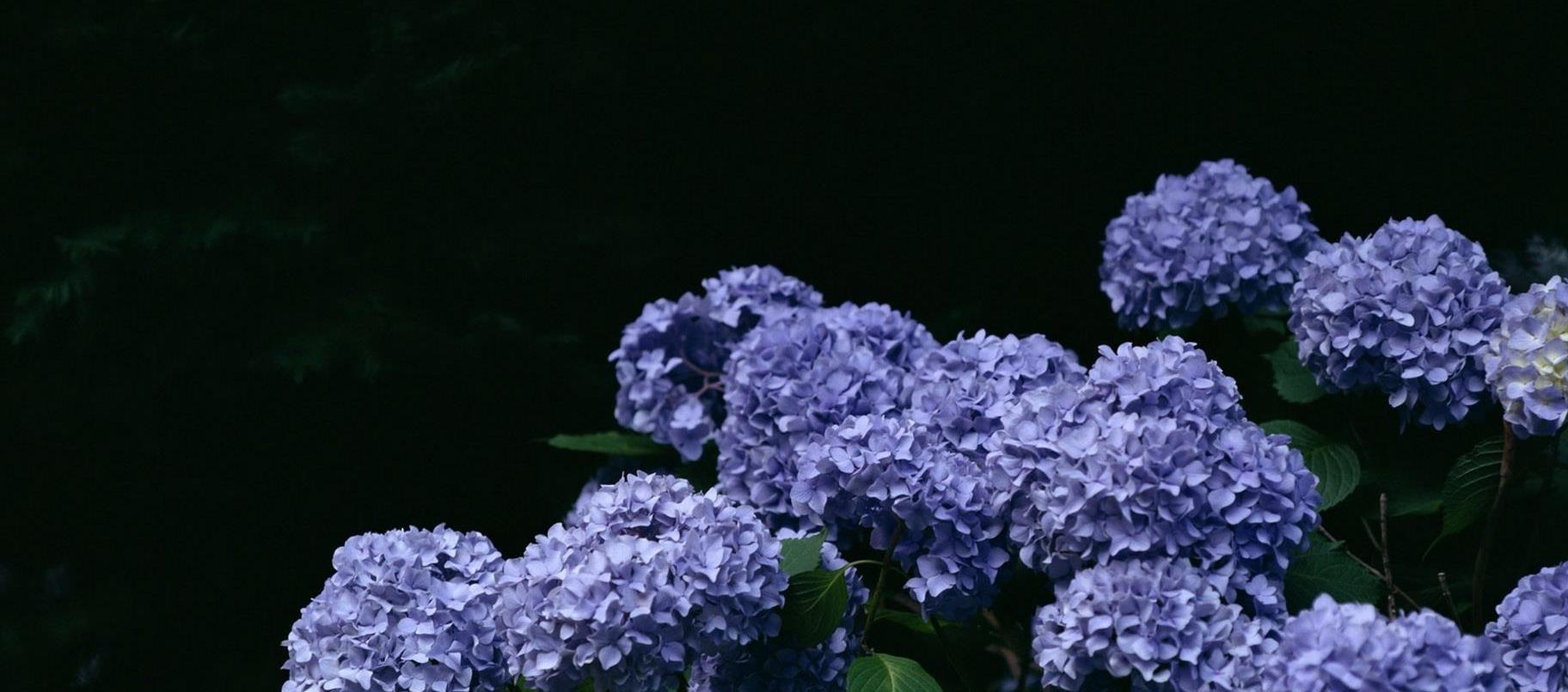 冬天家里养这几种花卉,不娇气好养活,“冻一冻”花开璀璨美如画