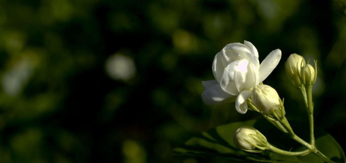 冬天家里养这几种花卉,不娇气好养活,“冻一冻”花开璀璨美如画