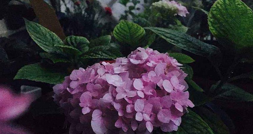 冬天家里养这几种花卉,不娇气好养活,“冻一冻”花开璀璨美如画