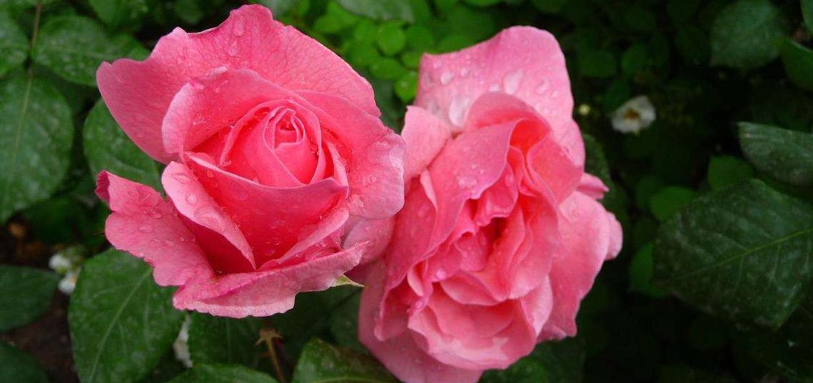 冬天家里养这几种花卉,不娇气好养活,“冻一冻”花开璀璨美如画