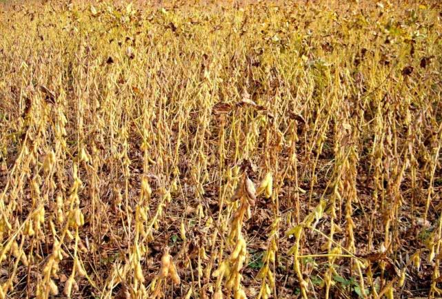 大豆不结荚、空荚、瘪粒……小心减产！什么原因？