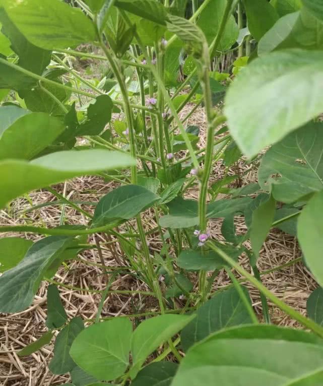 大豆不结荚、空荚、瘪粒……小心减产！什么原因？