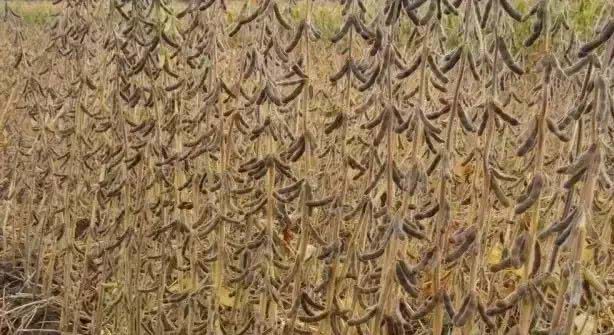大豆不结荚、空荚、瘪粒……小心减产！什么原因？
