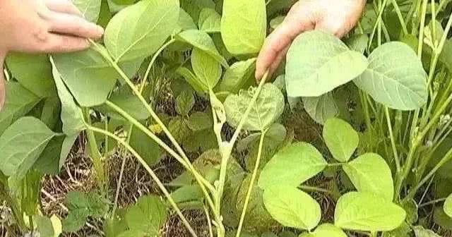 大豆不结荚、空荚、瘪粒……小心减产！什么原因？