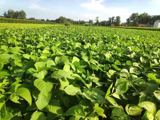 大豆不结荚、空荚、瘪粒……小心减产！什么原因？