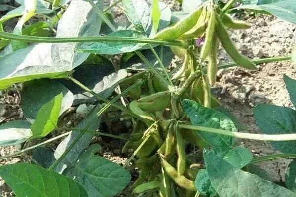 大豆不结荚、空荚、瘪粒……小心减产！什么原因？