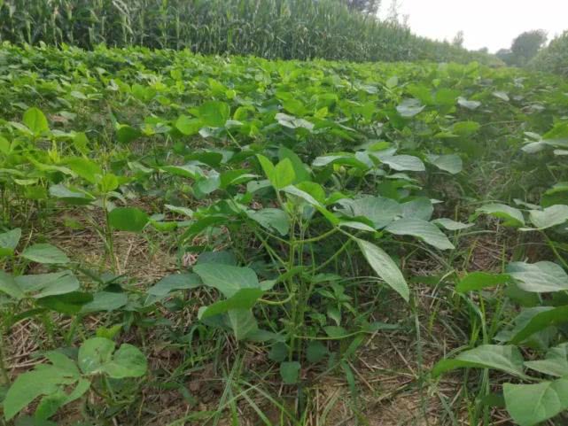 大豆不结荚、空荚、瘪粒……小心减产！什么原因？