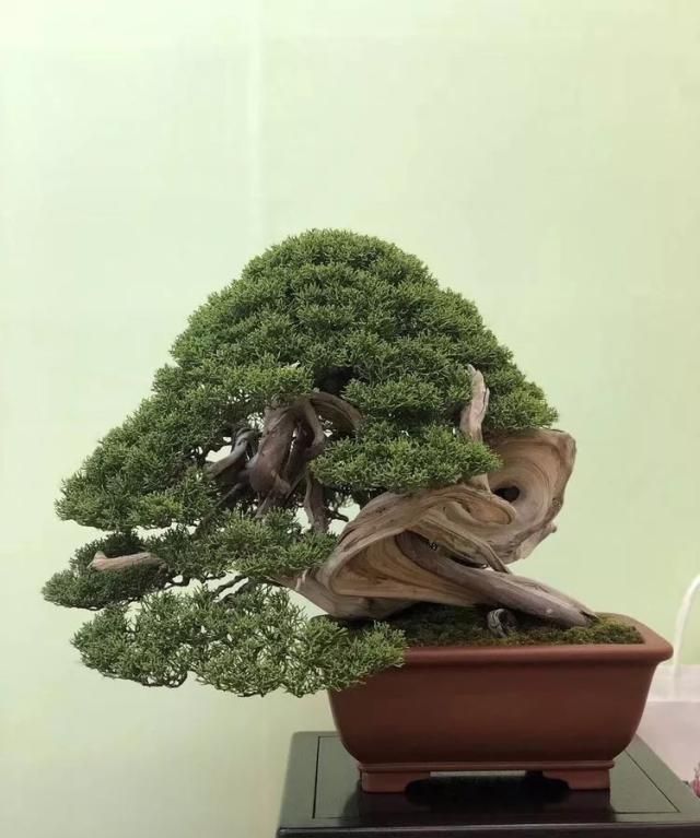 2019第39回日本大观盆景展抢先看！