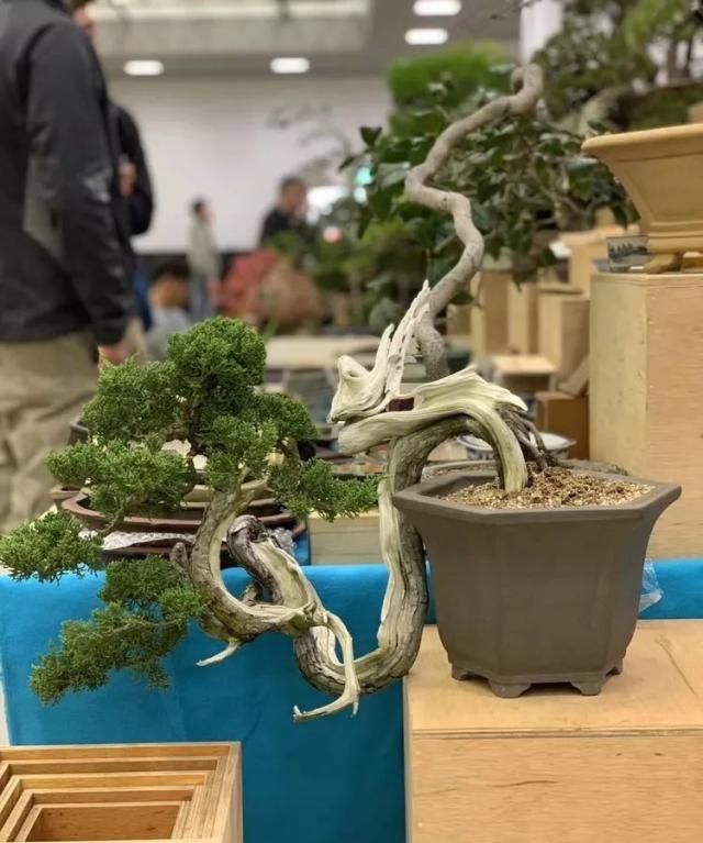 2019第39回日本大观盆景展抢先看！