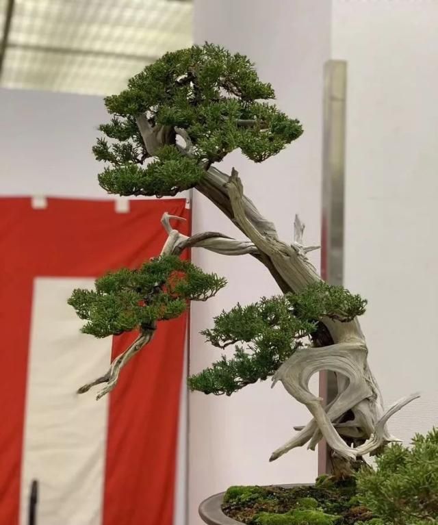 2019第39回日本大观盆景展抢先看！