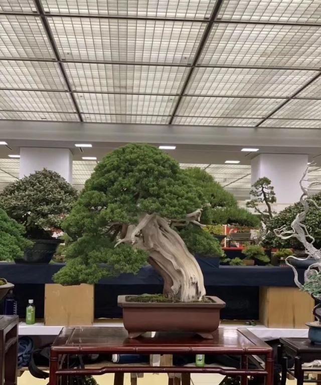 2019第39回日本大观盆景展抢先看！