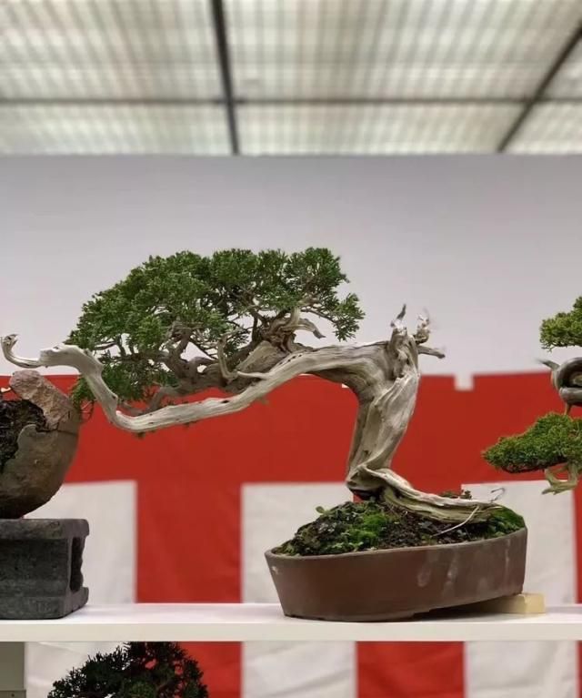 2019第39回日本大观盆景展抢先看！