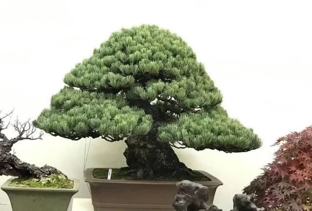 2019第39回日本大观盆景展抢先看！