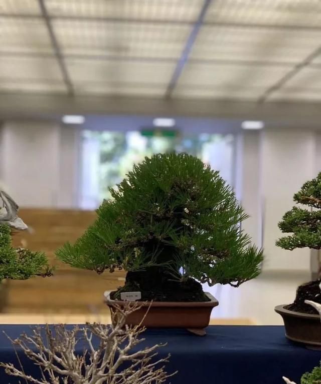 2019第39回日本大观盆景展抢先看！