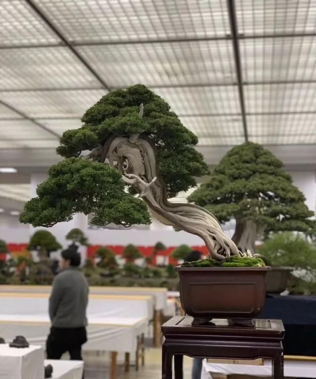 2019第39回日本大观盆景展抢先看！