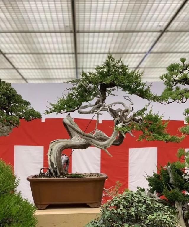 2019第39回日本大观盆景展抢先看！