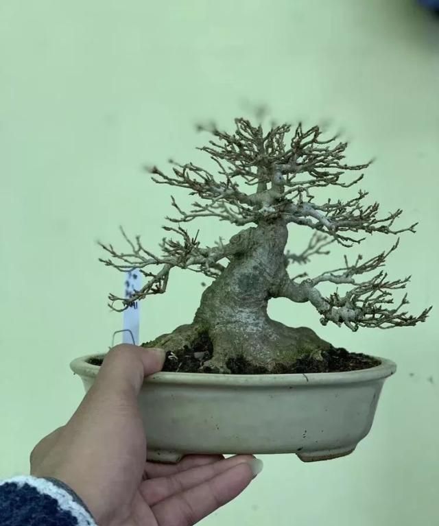 2019第39回日本大观盆景展抢先看！