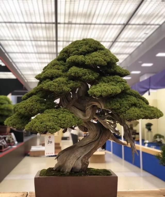 2019第39回日本大观盆景展抢先看！