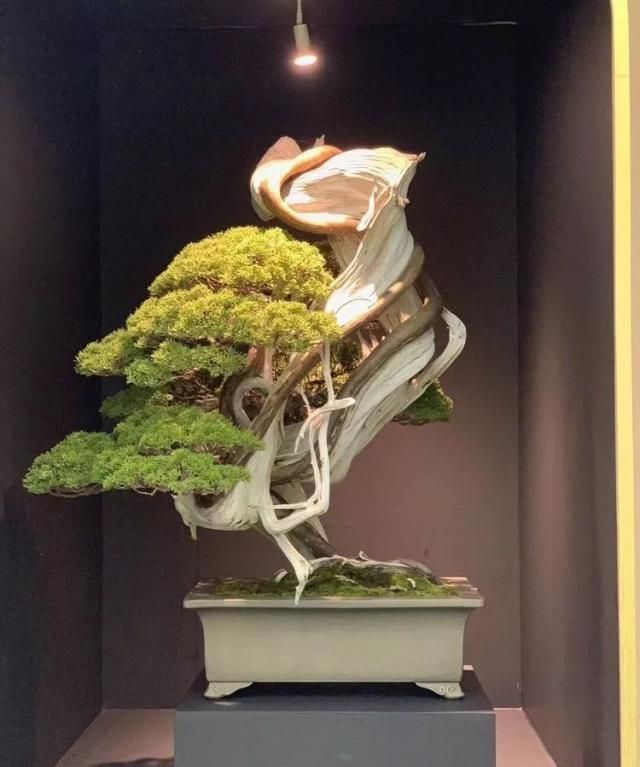 2019第39回日本大观盆景展抢先看！