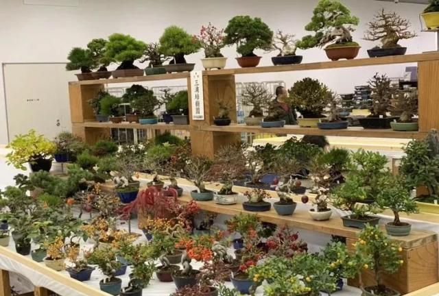 2019第39回日本大观盆景展抢先看！
