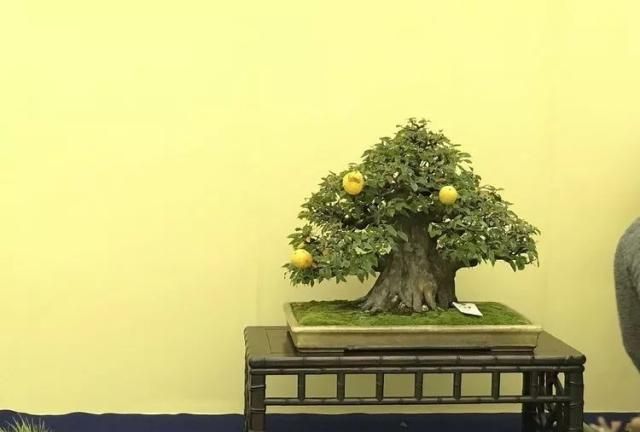 2019第39回日本大观盆景展抢先看！