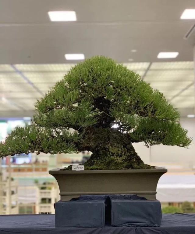 2019第39回日本大观盆景展抢先看！