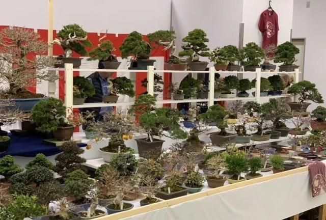 2019第39回日本大观盆景展抢先看！