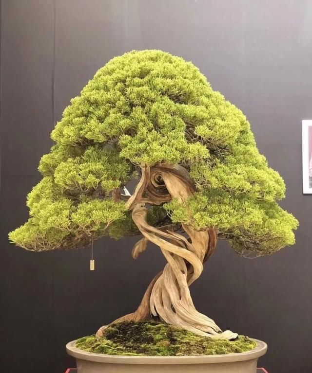 2019第39回日本大观盆景展抢先看！