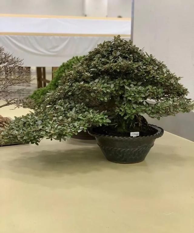 2019第39回日本大观盆景展抢先看！