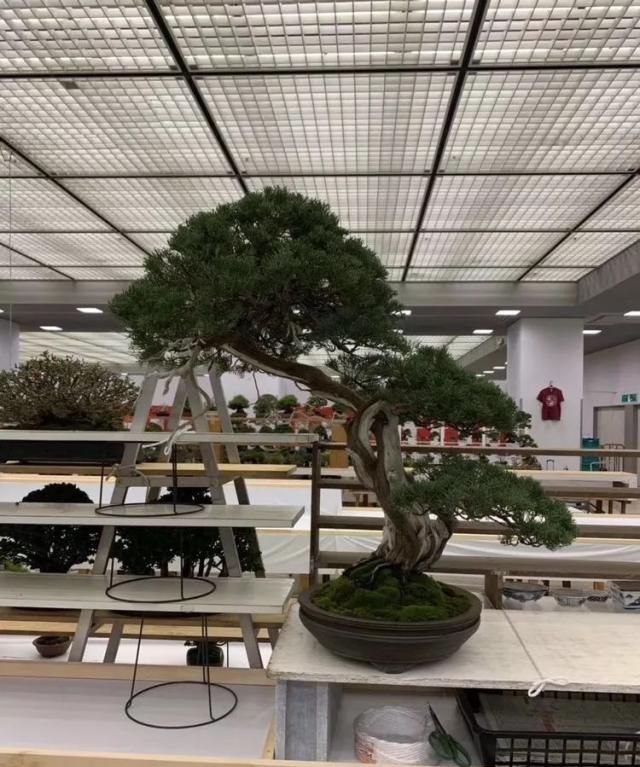 2019第39回日本大观盆景展抢先看！