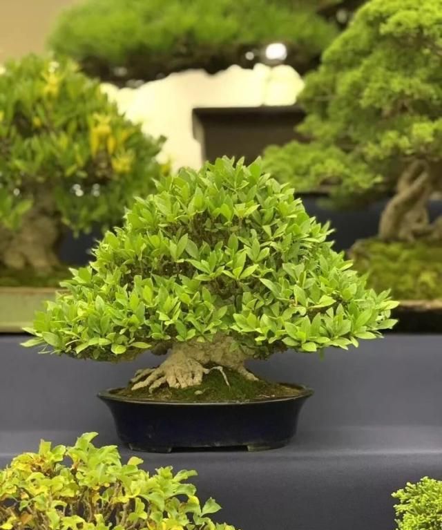 2019第39回日本大观盆景展抢先看！
