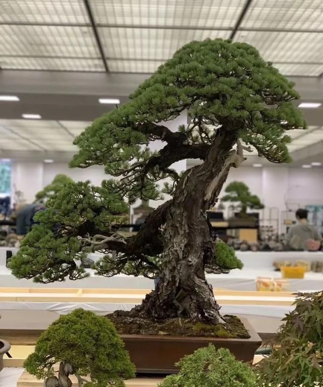 2019第39回日本大观盆景展抢先看！