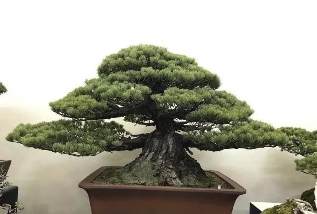 2019第39回日本大观盆景展抢先看！