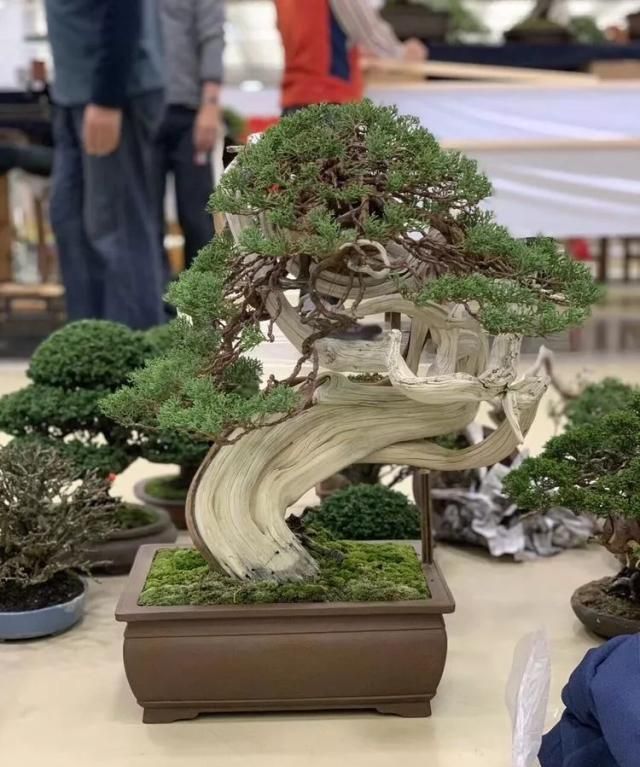 2019第39回日本大观盆景展抢先看！