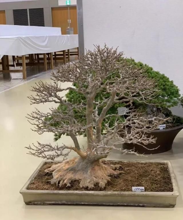 2019第39回日本大观盆景展抢先看！