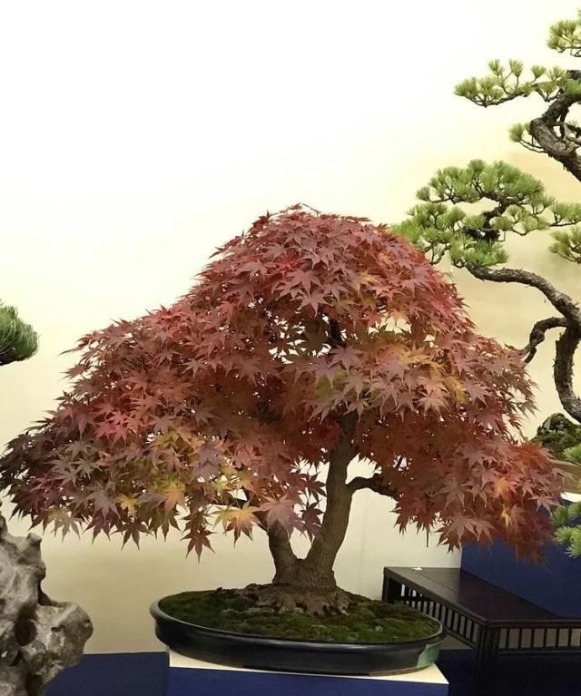 2019第39回日本大观盆景展抢先看！