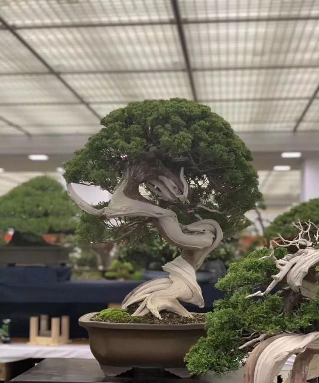 2019第39回日本大观盆景展抢先看！