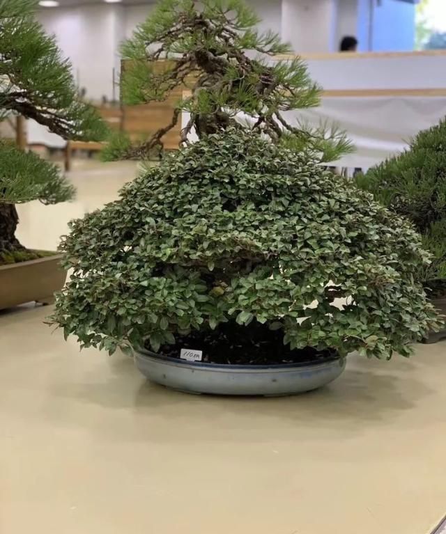 2019第39回日本大观盆景展抢先看！