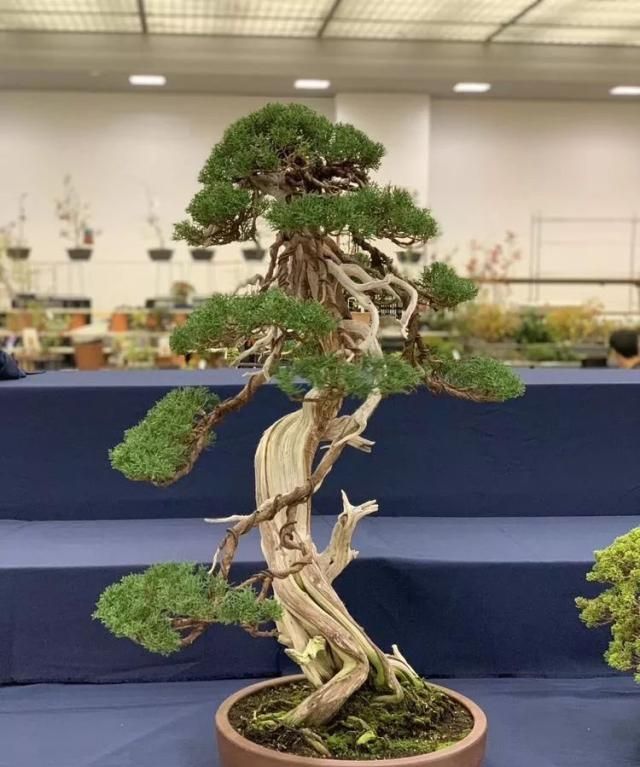 2019第39回日本大观盆景展抢先看！