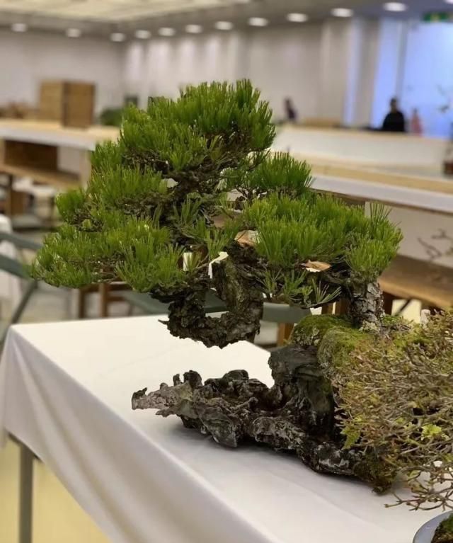 2019第39回日本大观盆景展抢先看！